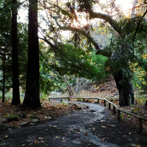 Redwood Section after rain