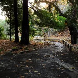 Redwood Section after rain