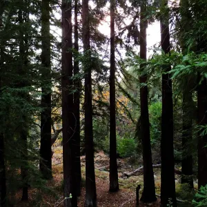 Redwood Section after rain