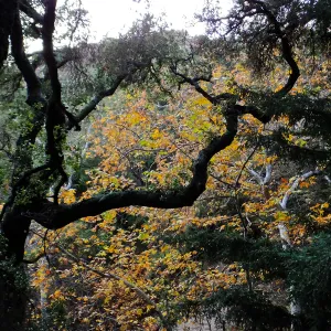 Oaks and Sycamores in Canyon after rain