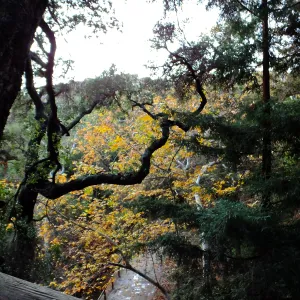 Oaks and Sycamores in Canyon after rain