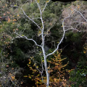 Canyon trees after rain