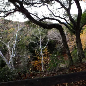 Canyon trees after rain