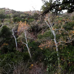 Canyon trees after rain