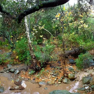 Panorama of Canyon and Mission Creek just above lower crossing, after rainfall
