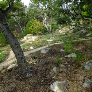 Wooded Dell after completion of main section planting