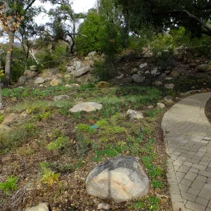 Wooded Dell after completion of main section planting