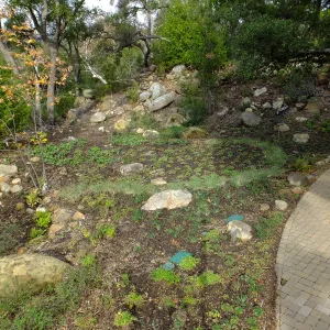 Wooded Dell after completion of main section planting