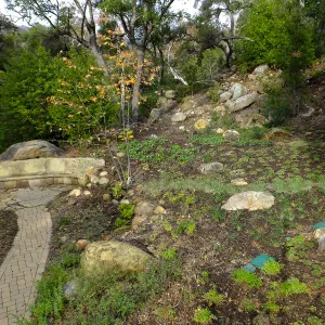 Wooded Dell after completion of main section planting