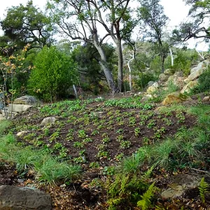 Wooded Dell after completion of main section planting panorama
