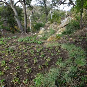 Wooded Dell after completion of main section planting