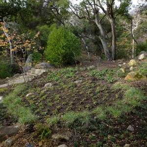 Wooded Dell after completion of main section planting