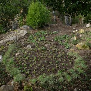 Wooded Dell after completion of main section planting