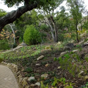 Wooded Dell after completion of main section planting