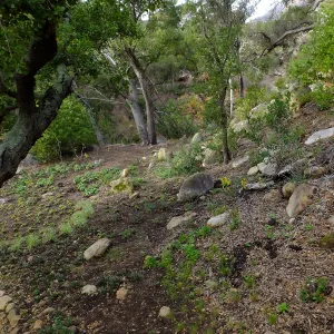 Wooded Dell after completion of main section planting