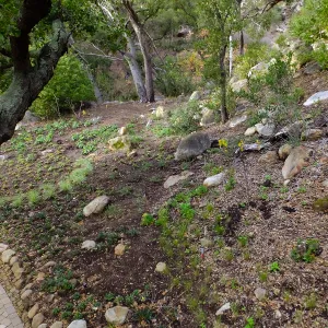Wooded Dell after completion of main section planting