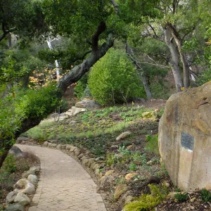 Wooded Dell after completion of main section planting