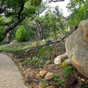 Wooded Dell after completion of main section planting, panoramic view along Campbell Trail