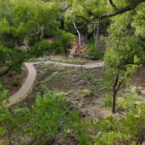 Wooded Dell after completion of main section planting, view from picnic area
