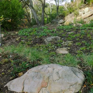 Wooded Dell after completion of main section planting