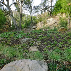 Wooded Dell after completion of main section planting