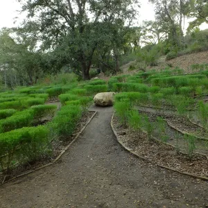 Centennial Maze