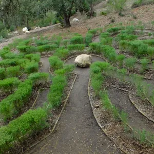 Centennial Maze