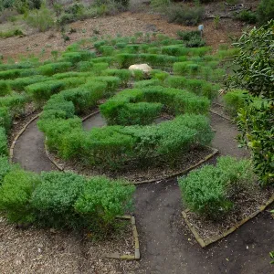 Centennial Maze