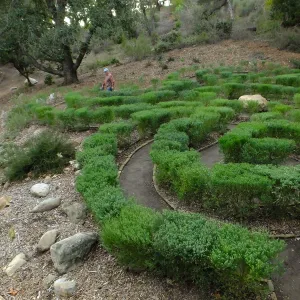 Guest navigating the Centennial Maze