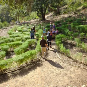 Children in the Centennial Maze