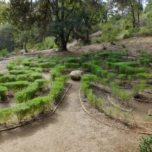Centennial Maze