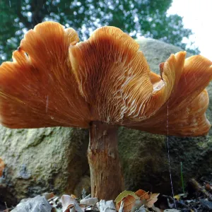 Armillaria sinapina