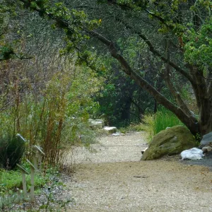 Misty morning in the Arroyo Section