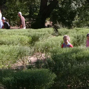 Children in the Centennial Maze
