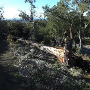 Last Sargent’s Cypress felled by 60mph winds January 31 2016