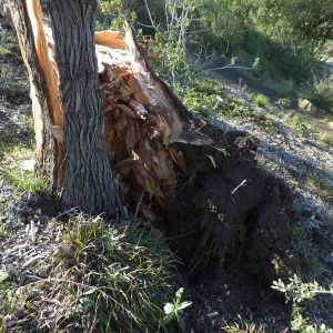 Last Sargent’s Cypress felled by 60mph winds January 31 2016