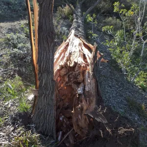 Last Sargent’s Cypress felled by 60mph winds January 31 2016