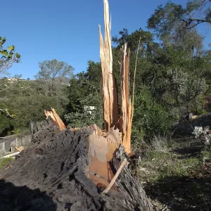 Last Sargent’s Cypress felled by 60mph winds January 31 2016