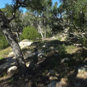 Wooded Dell