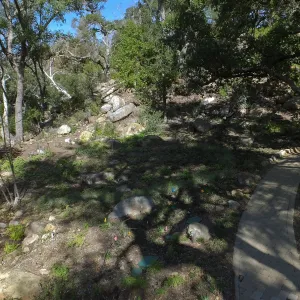 Wooded Dell