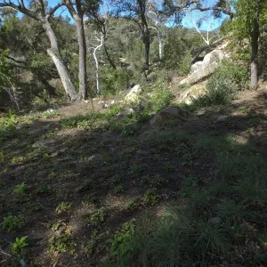 Wooded Dell
