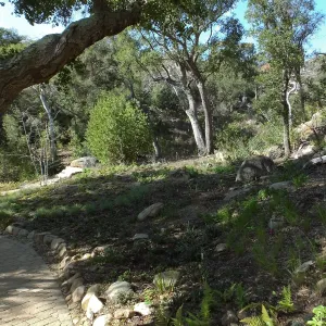 Wooded Dell