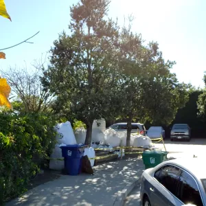 Island Oaks at 299 Palm Avenue, prior to relocation to the entrance of the new Island Section at the Pritzlaff Conservation Center