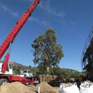 Installation of Island Oaks, flanking the entrance to the new Island Section at the Pritzlaff Conservation Center