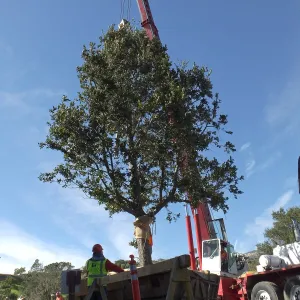 Installation of Island Oaks, flanking the entrance to the new Island Section at the Pritzlaff Conservation Center
