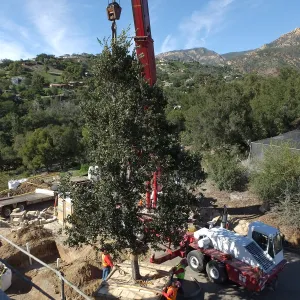 Installation of Island Oaks, flanking the entrance to the new Island Section at the Pritzlaff Conservation Center