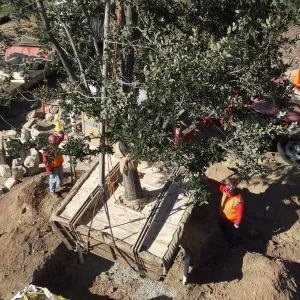 Installation of Island Oaks, flanking the entrance to the new Island Section at the Pritzlaff Conservation Center