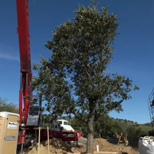 Installation of Island Oaks, flanking the entrance to the new Island Section at the Pritzlaff Conservation Center