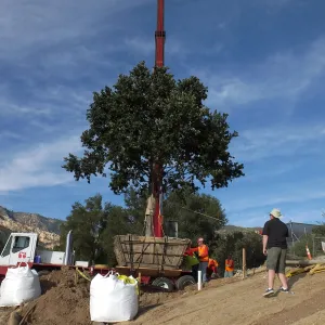 Installation of Island Oaks, flanking the entrance to the new Island Section at the Pritzlaff Conservation Center