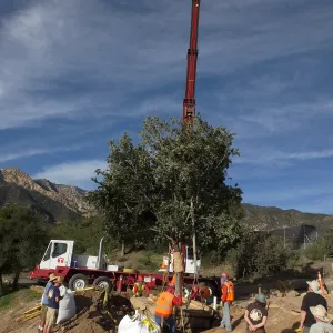 Installation of Island Oaks, flanking the entrance to the new Island Section at the Pritzlaff Conservation Center